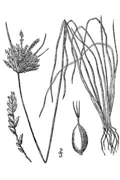 Image of Great Plains flatsedge