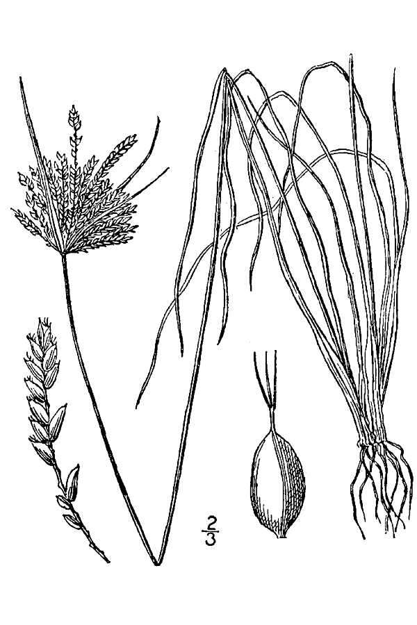 Image de Cyperus lupulinus subsp. macilentus (Fernald) Marcks