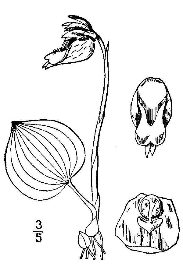 Imagem de Calypso bulbosa var. americana (R. Br.) Luer