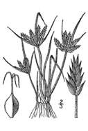 Imagem de Cyperus compressus L.