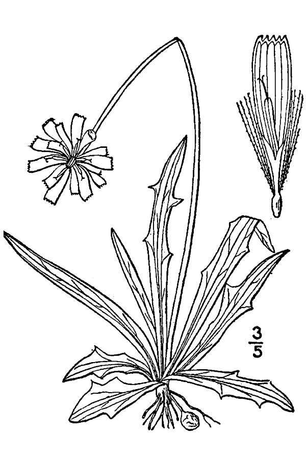 Image of Potato dandelion