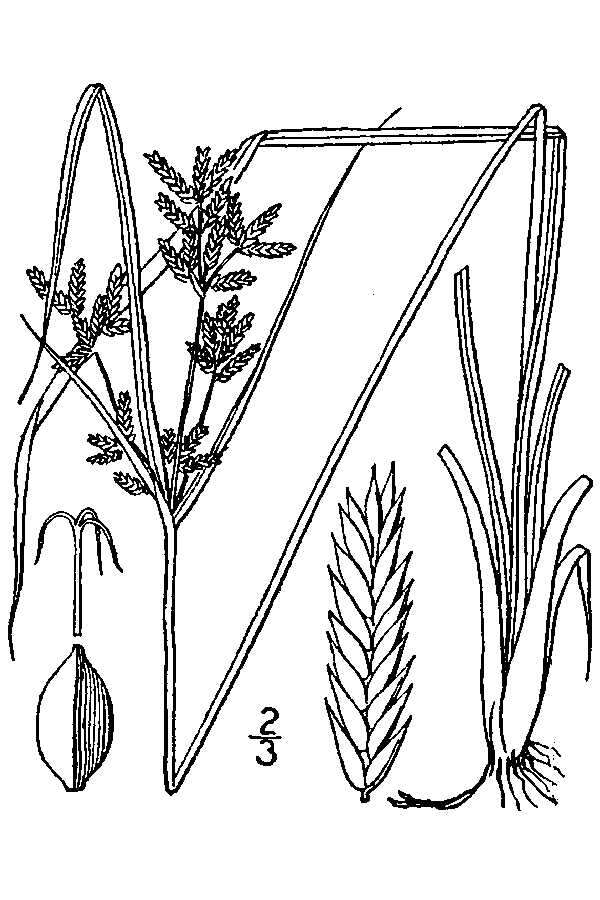 Image of Dentate umbrella sedge