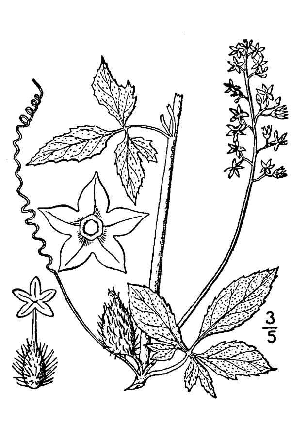 Image of cutleaf cyclanthera