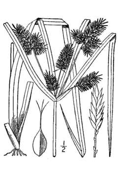 Imagem de Cyperus erythrorhizos Muhl.