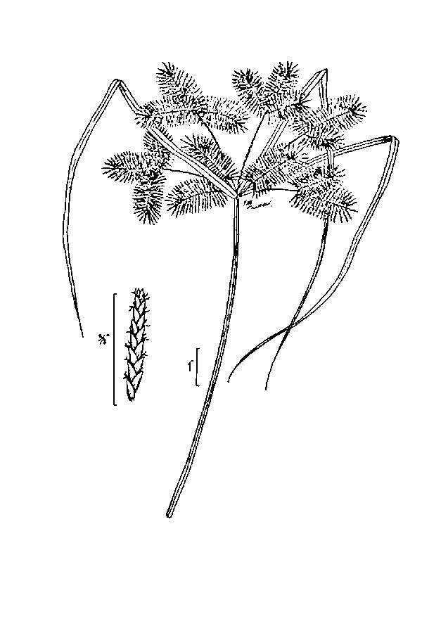 Image of Red-Root Flat Sedge