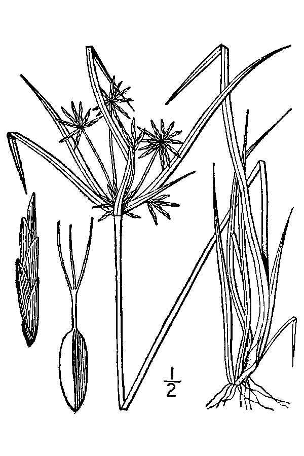 Image of Baldwin's Flat Sedge