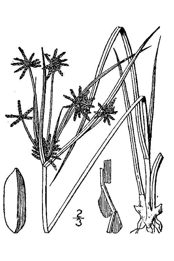 Image de Cyperus grayi Torr.