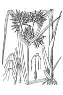 Image of Lean Flat Sedge