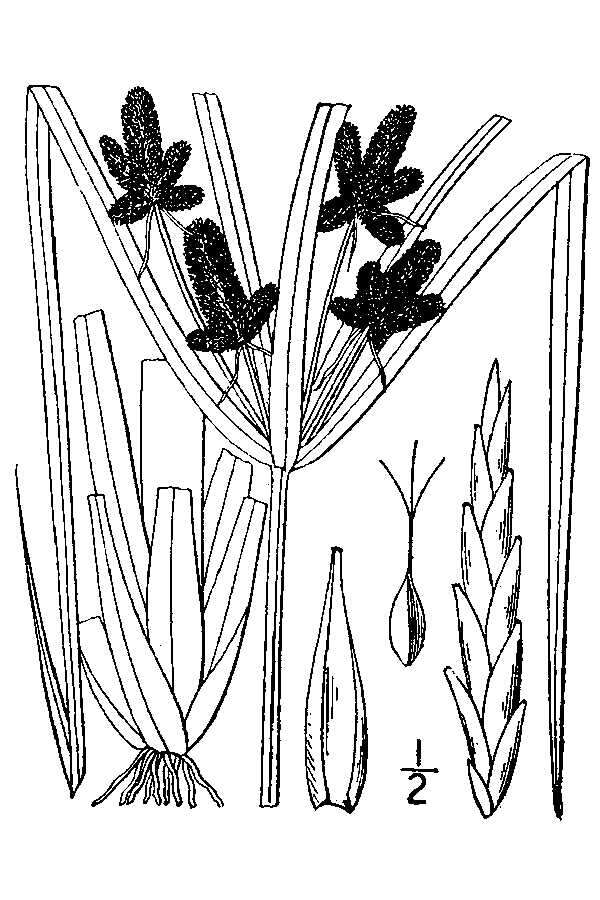 Image of Red-Root Flat Sedge