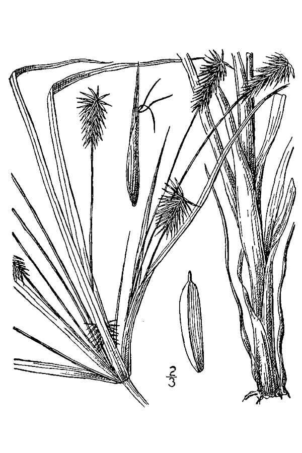 Image of bristly flatsedge