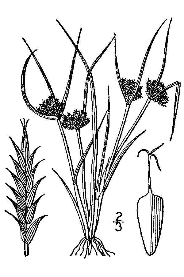 Image of bearded flatsedge