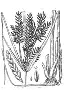 Image de Cyperus iria L.