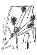 Image of manyflower flatsedge