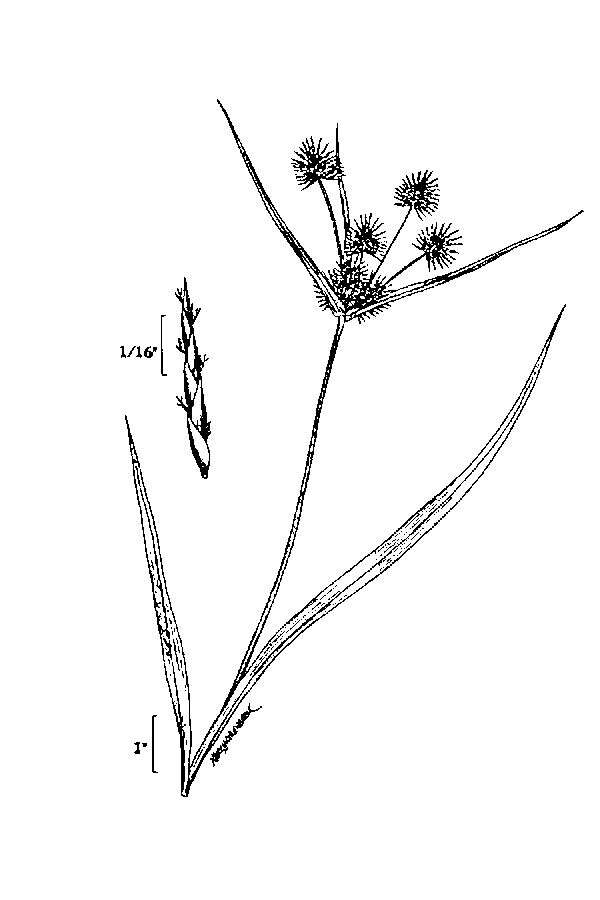 Image of manyflower flatsedge