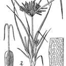 Imagem de Cyperus polystachyos var. holosericeus (Link) C. B. Clarke