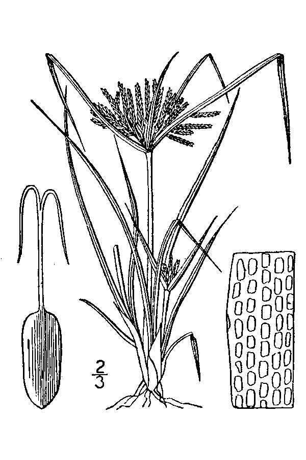 Image of Texan flatsedge