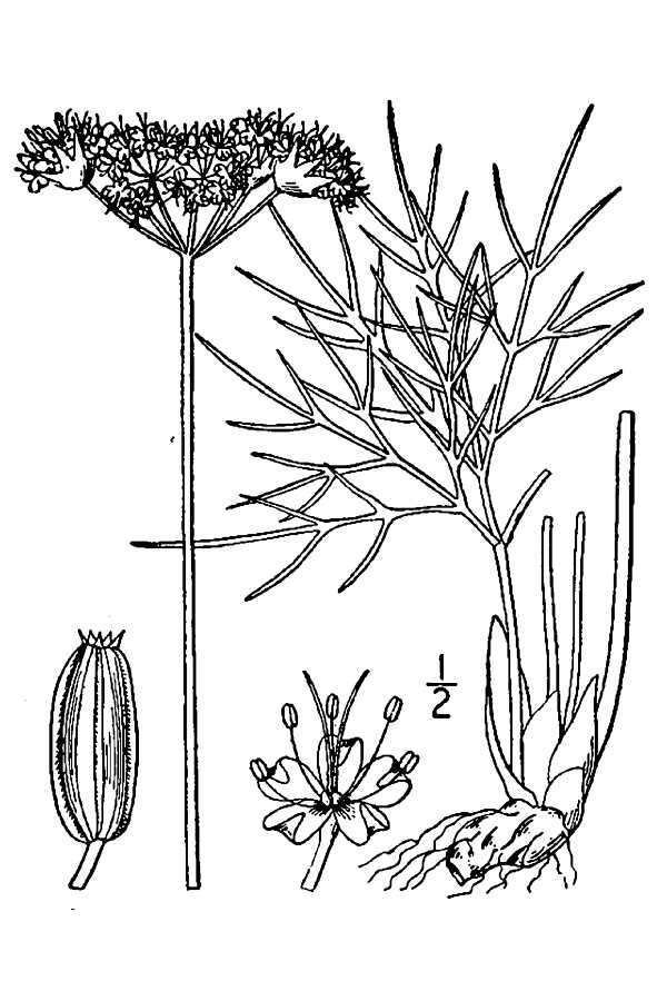 Image de Lomatium nuttallii (A. Gray) Macbr.