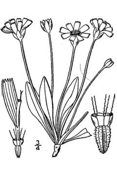 Image of western dwarfdandelion