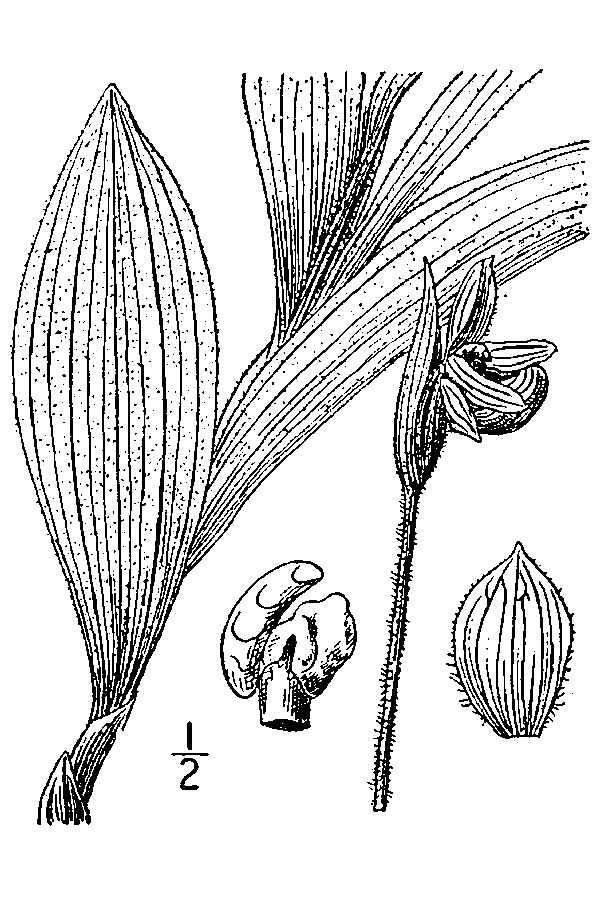 Image of Sparrow's-egg lady's-slipper