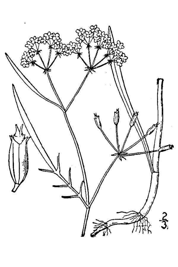 Image de Limnosciadium pinnatum (Nutt. ex DC.) Mathias & Constance.
