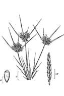 Image of manyspike flatsedge