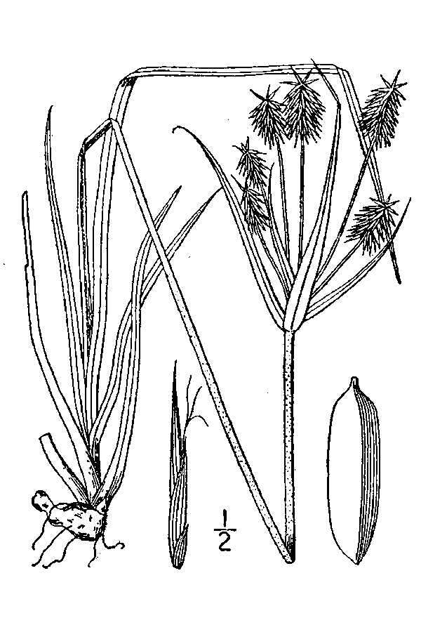 Image of Rough Flat Sedge