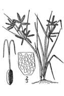 Image of slender flatsedge