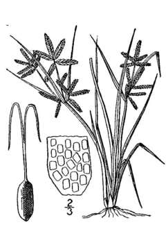 Image of slender flatsedge