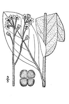 Image of wild comfrey