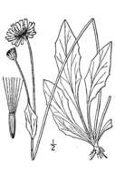 Image of twoflower dwarfdandelion