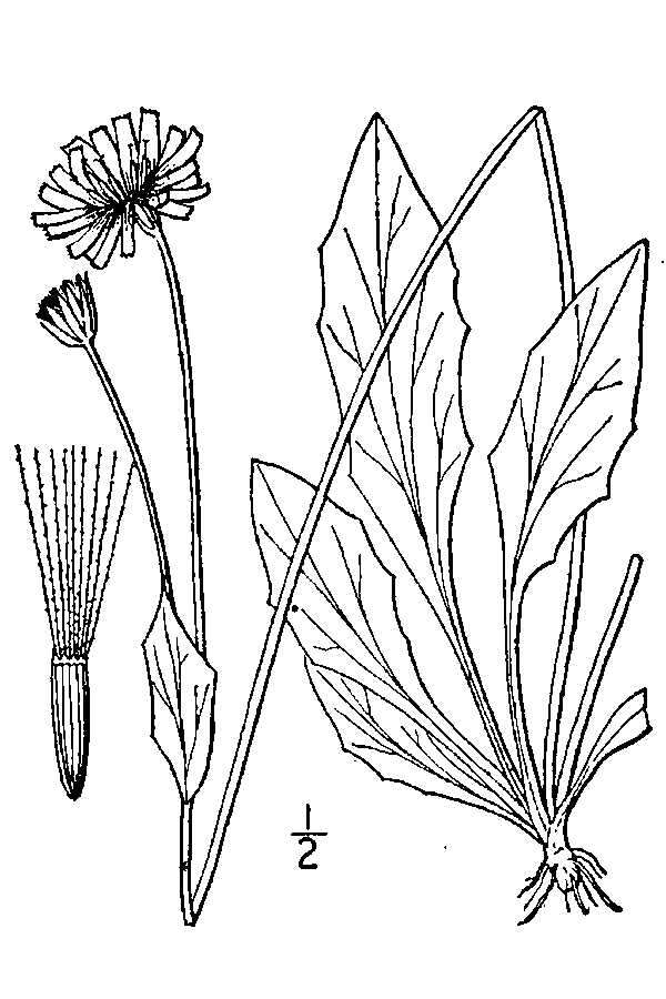 Image of twoflower dwarfdandelion