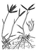 Image of Durban crowfoot grass