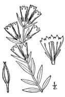 Image of Northern Gentian