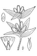 Image of closed bottle gentian