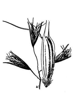 Image of California oatgrass