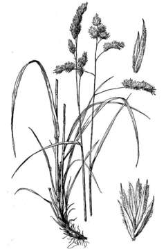 Image of Cocksfoot or Orchard Grass