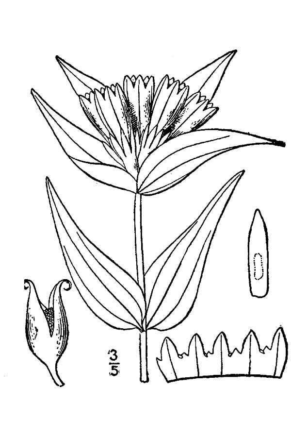 Image of Closed Gentian