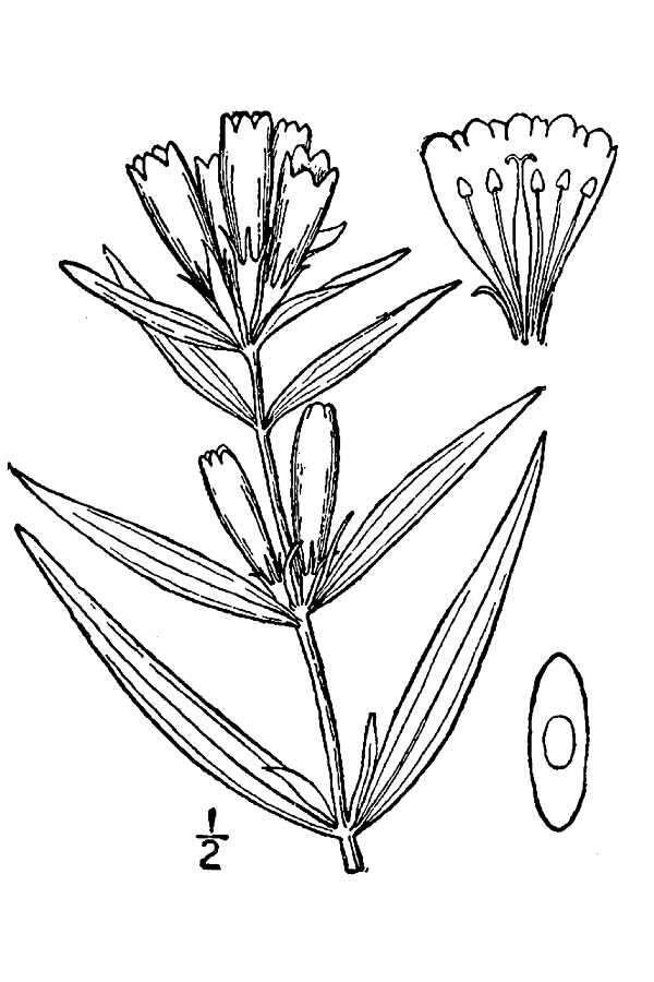 Imagem de Gentiana linearis Froel.