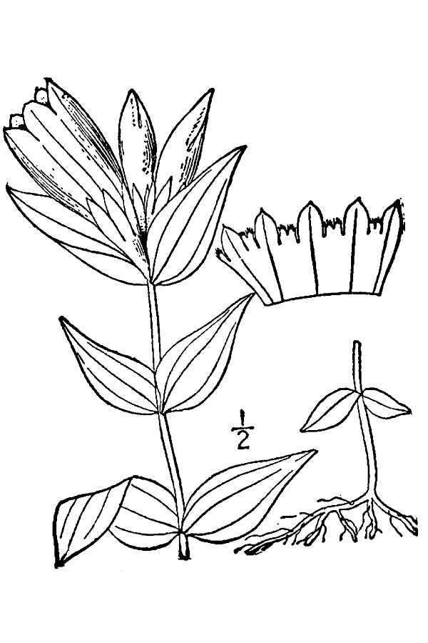 Image of Elliott's gentian