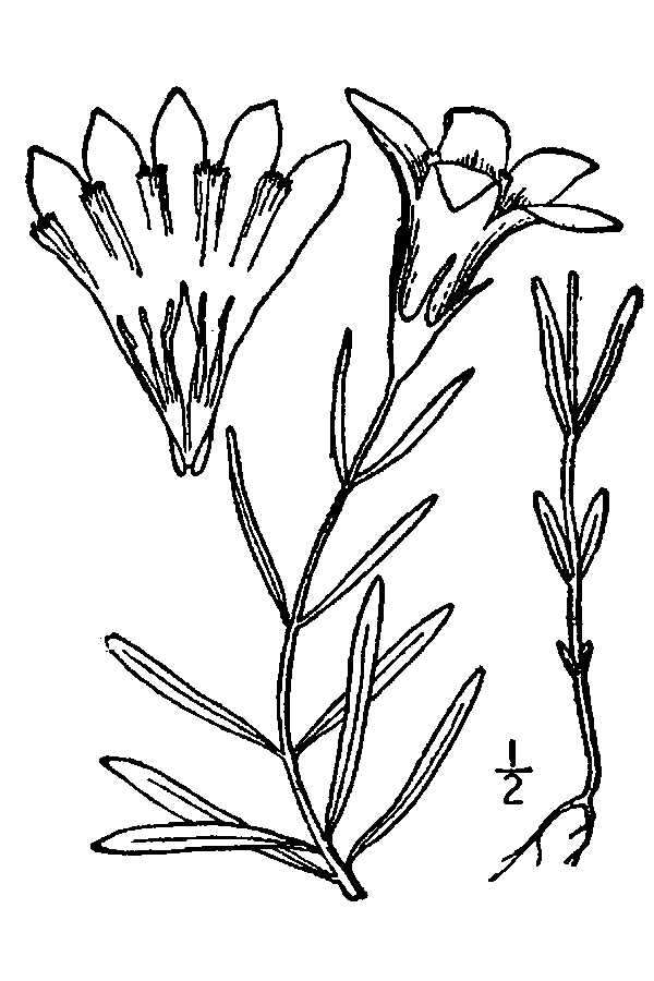 Image of pine barren gentian