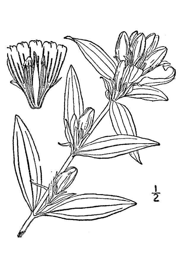 Imagem de Gentiana saponaria var. saponaria