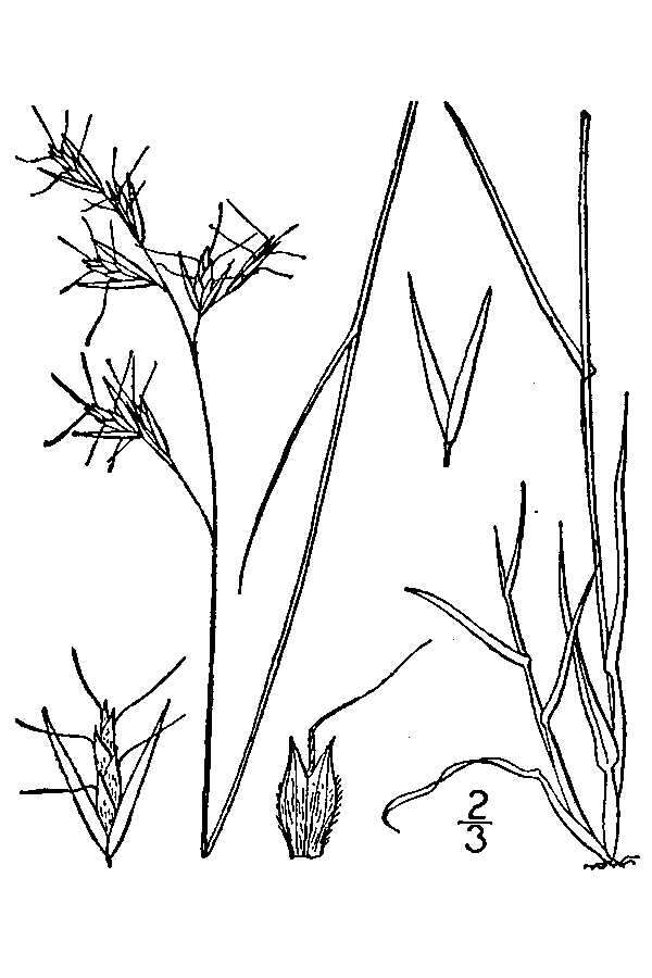 Image de Danthonia spicata (L.) Roem. & Schult.