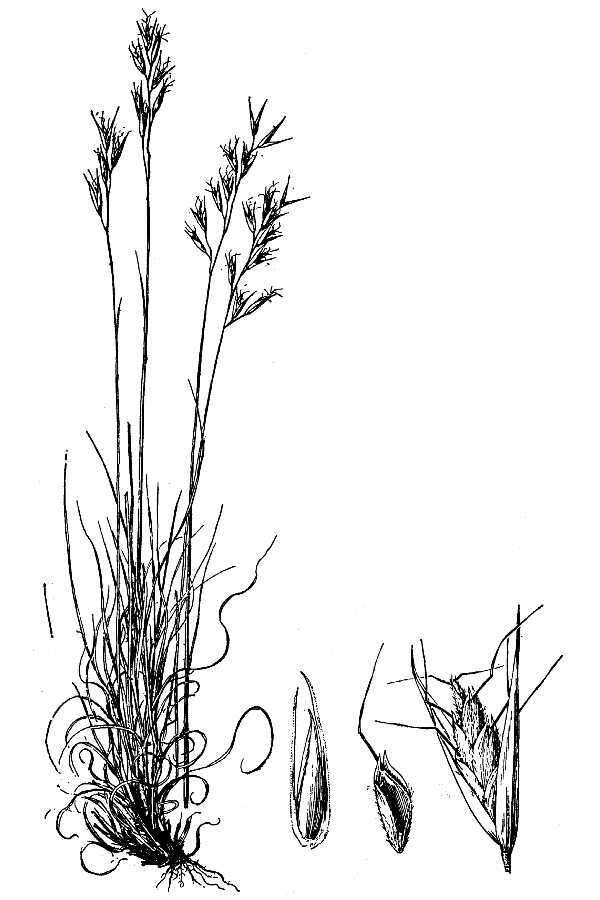 Image de Danthonia spicata (L.) Roem. & Schult.