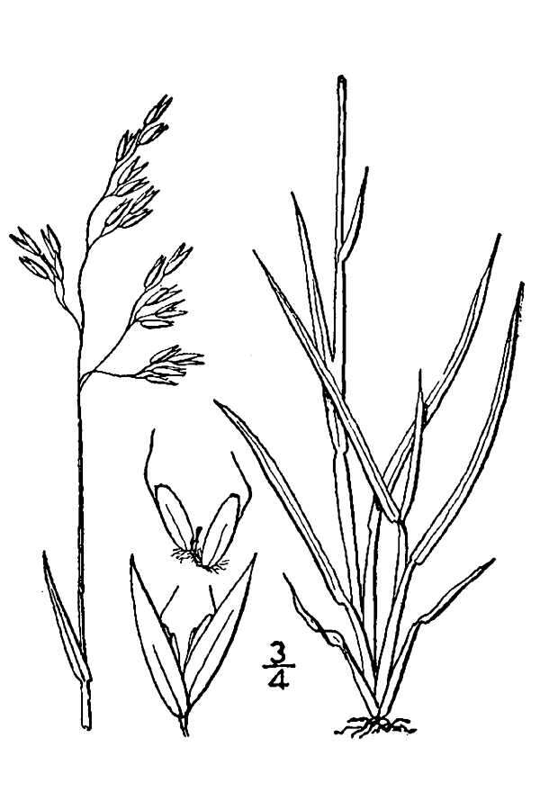 صورة Deschampsia atropurpurea (Wahlenb.) Scheele