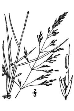 Image of Tufted Hair-grass