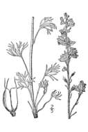 Image of Carolina larkspur