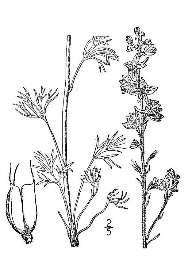 Image of Carolina larkspur