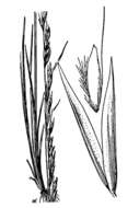 Deschampsia elongata (Hook.) Munro的圖片