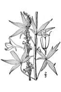 Image of tall larkspur