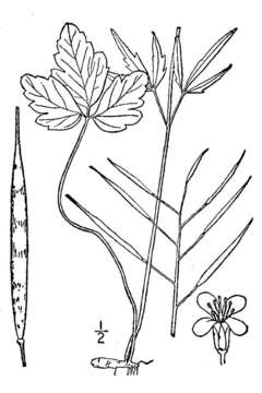 Слика од Cardamine angustata O. E. Schulz